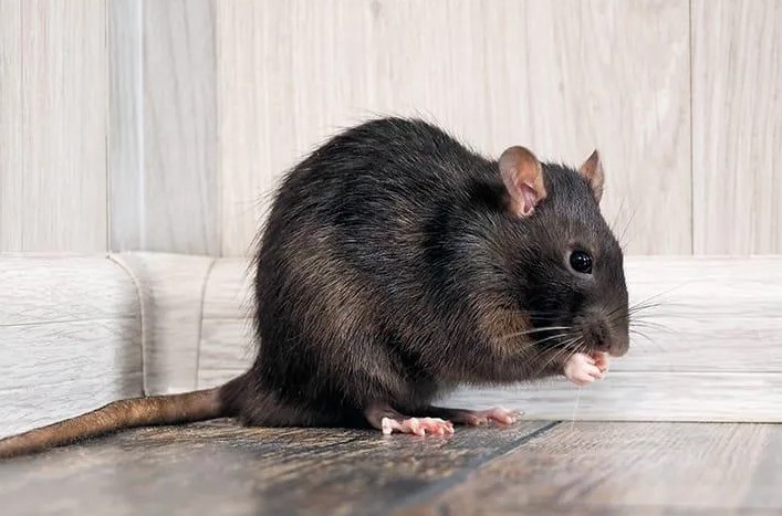 Rodent Removal Sydney: Complete Guide for Tallawong & Vineyard